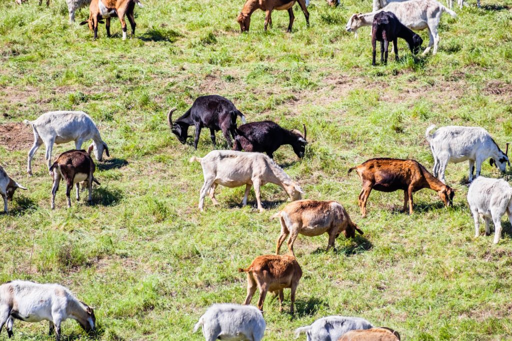 Grazing goats are one way to control overgrown brush